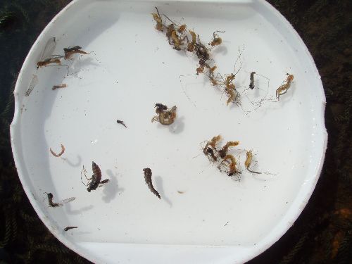 11:52 山女魚