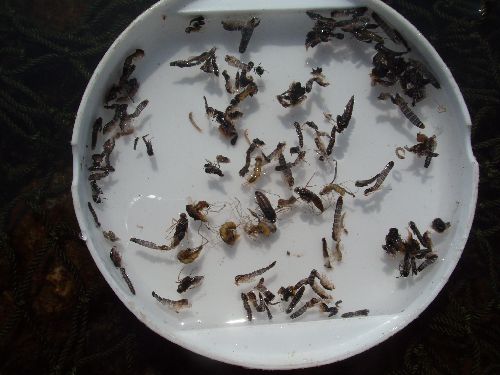 12:12 山女魚