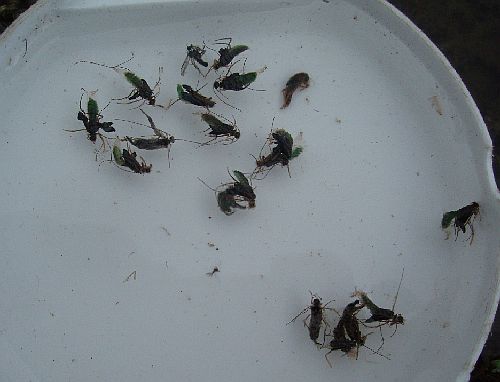 コガタシマトビケラ