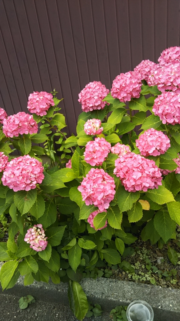 20190613_2319633.jpg