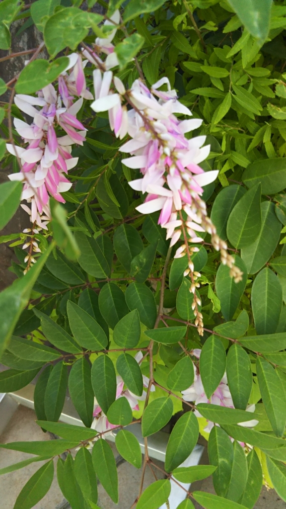 20190708_2333932.jpg