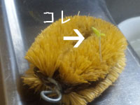 タワシ