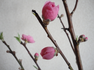 桃の花