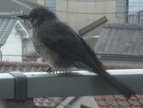 遊びに来た鳥2