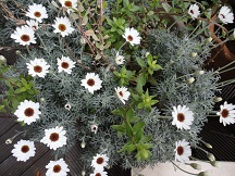 花開く