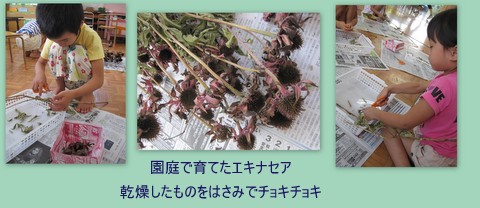 エキナセア
