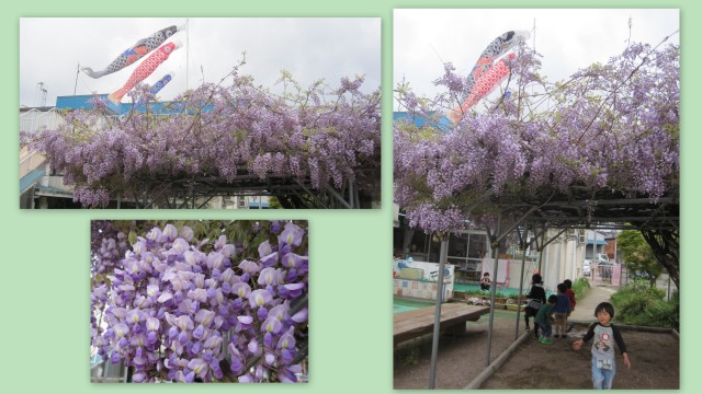 藤の花