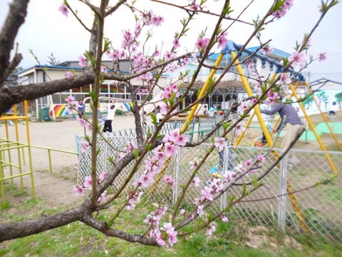 2018.桃の花