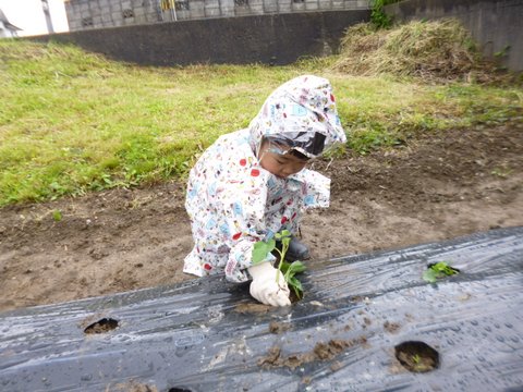 2018いも苗植え