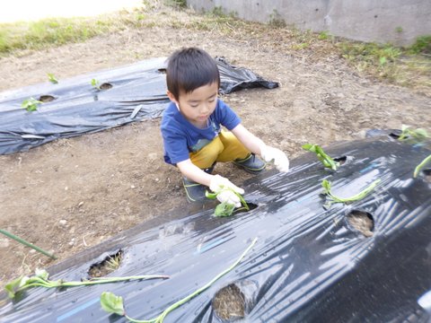 2019芋の苗植え