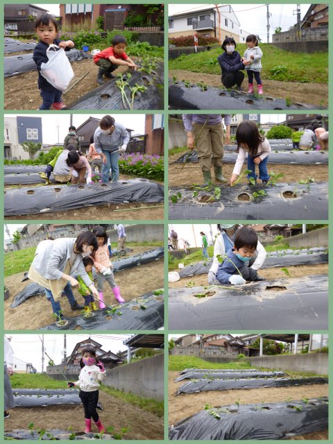 2020いも苗植え