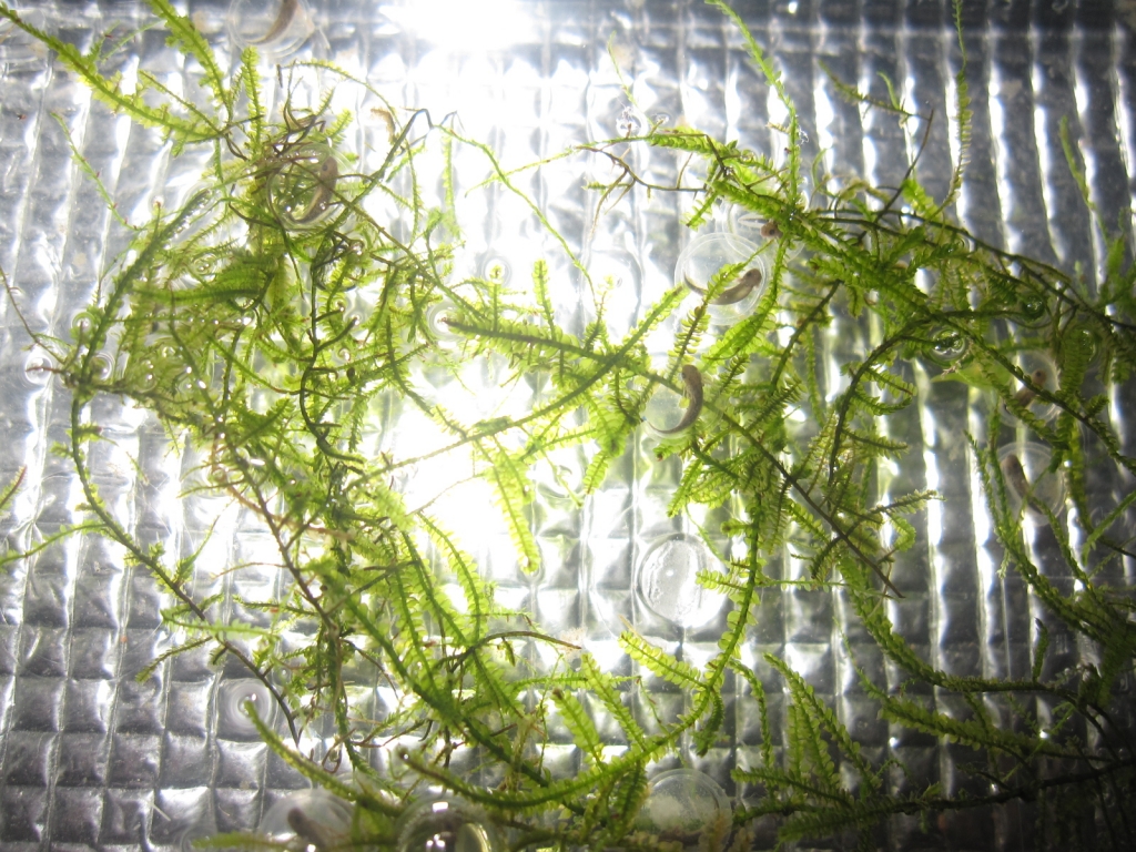 無事有精卵 | 有尾．com