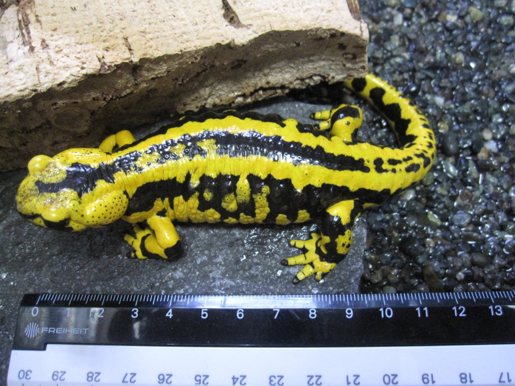 フランスファイアサラマンダー Solling 9