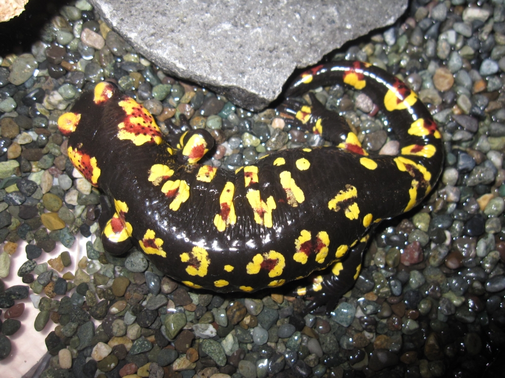 モレニカファイアサラマンダー