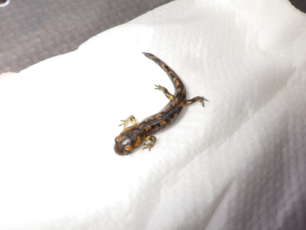 モレニカファイアサラマンダー | 有尾．com