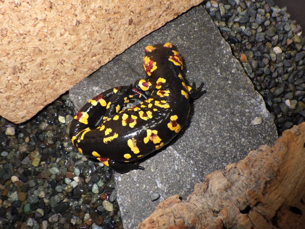 モレニカファイアサラマンダー
