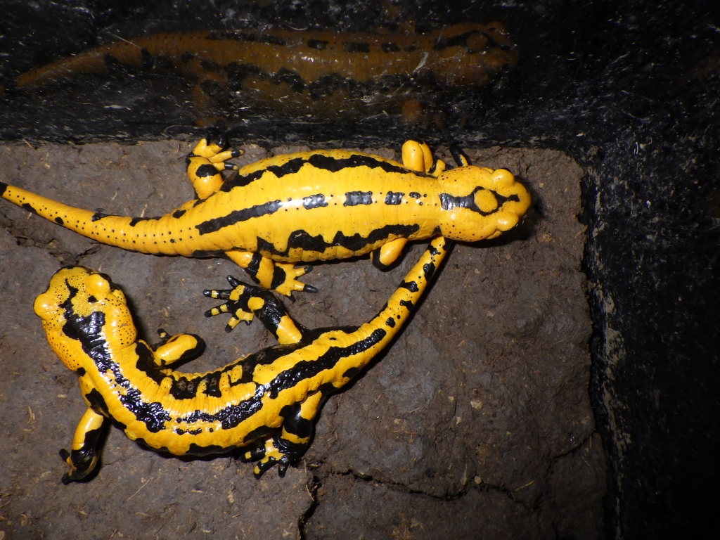 テレストリスファイアサラマンダー