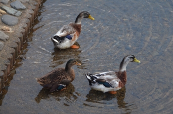 DSC_6569.JPG