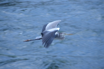DSC_6587.JPG