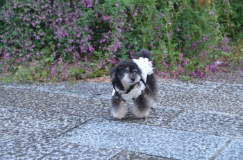 DSC_6594.JPG