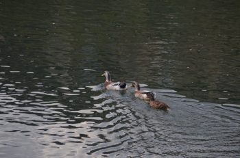 DSC_6630.JPG