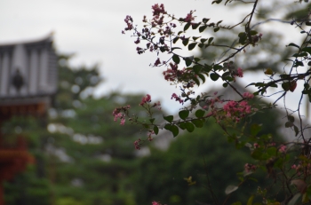 DSC_6925.JPG