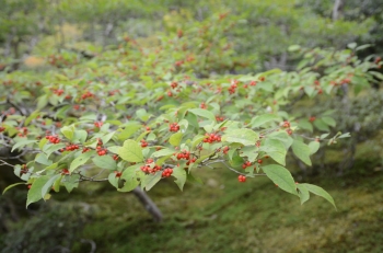 DSC_6972.JPG