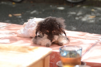 DSC_7110.JPG