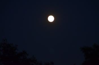 DSC_7401.JPG