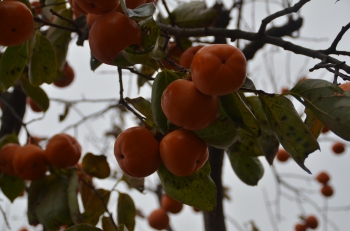 DSC_9835.JPG