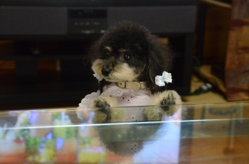 DSC_9930.JPG