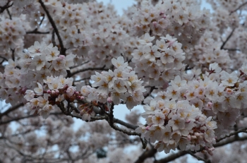 DSC_6649.JPG
