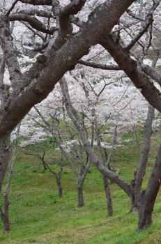 DSC_6627.JPG