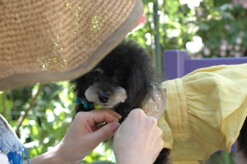 DSC_0235.JPG