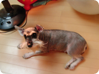 シャロン