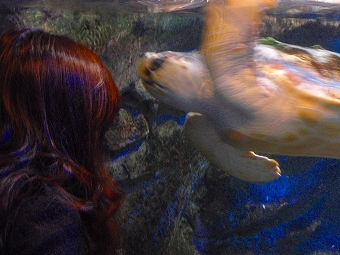 ���Ў��ގҤ˲���줽����