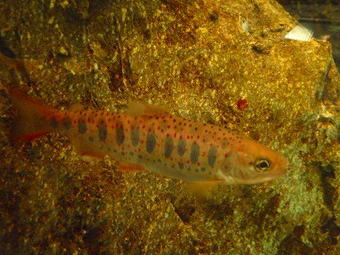 �������Ρ���