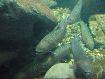 ���܎ŷ���