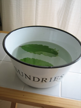 マザーリーフ1