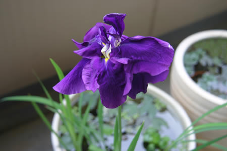 菖蒲1