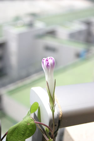 つぼみ