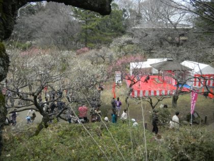 大倉山観梅会