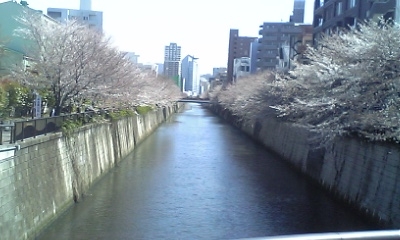中目黒の桜