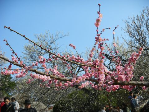 大倉山 観梅会3