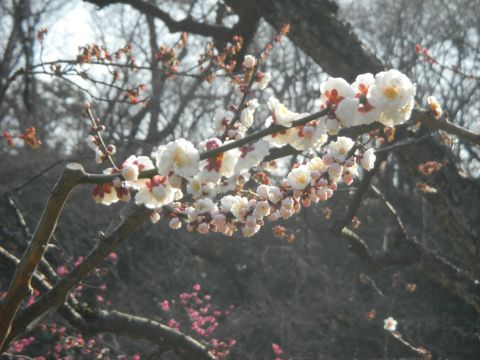 大倉山 観梅会4