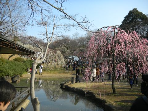 大倉山 観梅会5