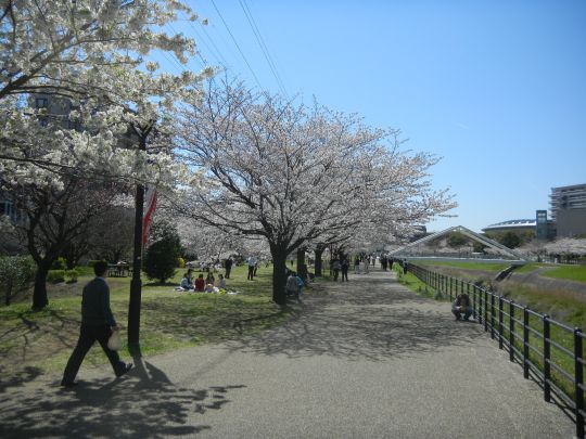 新横浜駅前公園桜1