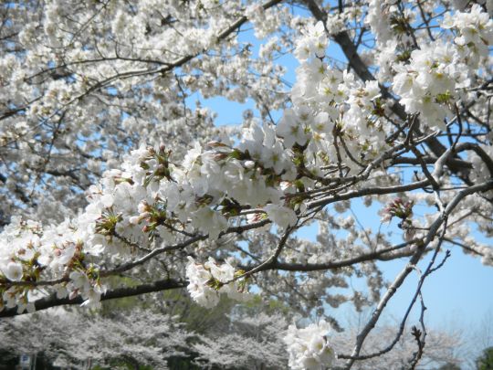 新横浜駅前公園桜2
