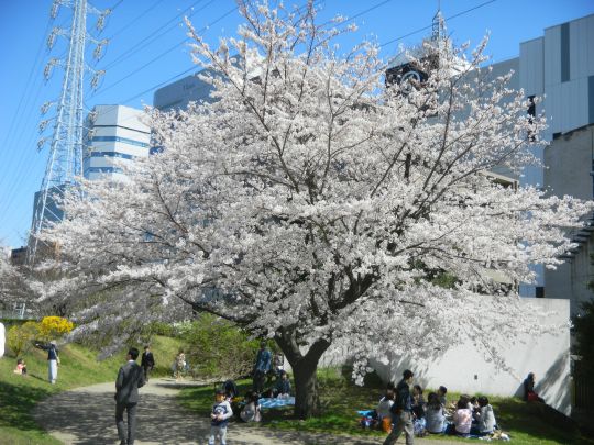 新横浜駅前公園桜3