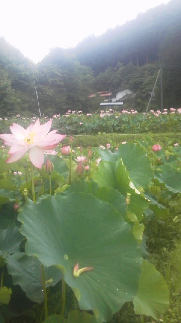 2015072119480001.jpg